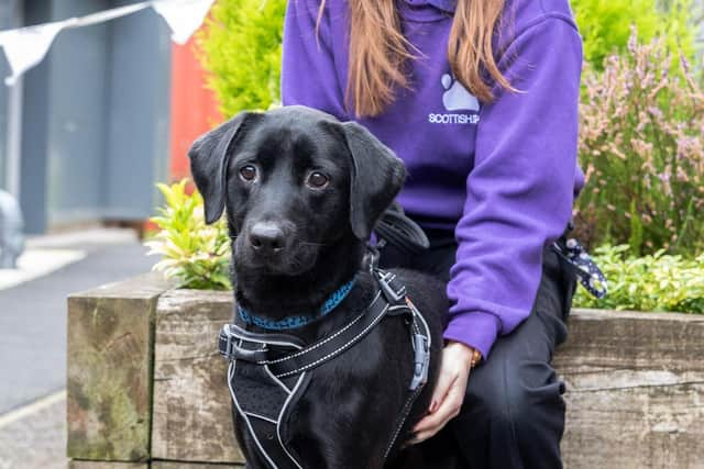 The Scottish SPCA has revealed a 134 per cent increase in calls to its animal helpline to give up unwanted animals.