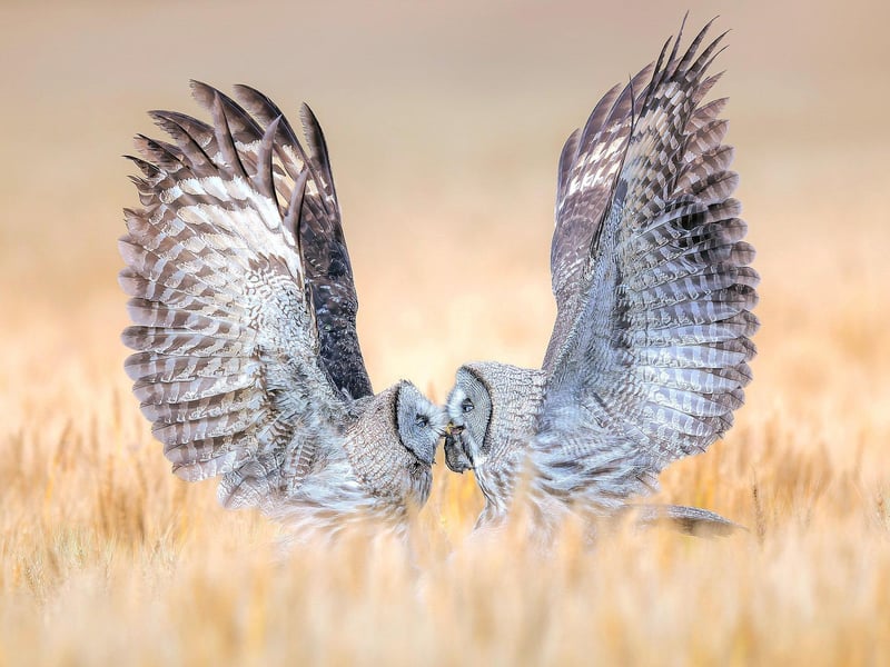 A MOTHER’S LOVE
Great Grey Owl Strix nebulosa. Zhejiang, China. Qiuqing Mu, China.
Category: Bird Behaviour. BRONZE AWARD WINNER.
A Great Grey Owl adult was hunting in a wheat field, and a juvenile flew to the edge of the field to be fed. Suddenly, the parent caught some prey. I quickly pressed the shutter and captured a heartwarming moment between the parent and the next generation.
Canon EOS-1D X Mark II with Canon 400mm f/2.8 II lens. 400mm; 1/2,000s; f/4; ISO 1,000.