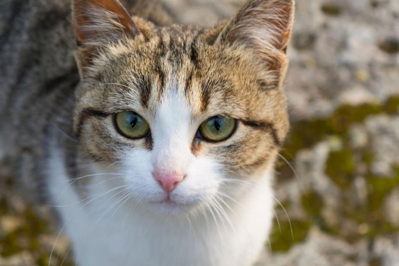 This cuddly cat breed is a gorgeous medium size breed with a stunning coat that is seen as hypoallergenic due to it shedding less than most cat breeds.