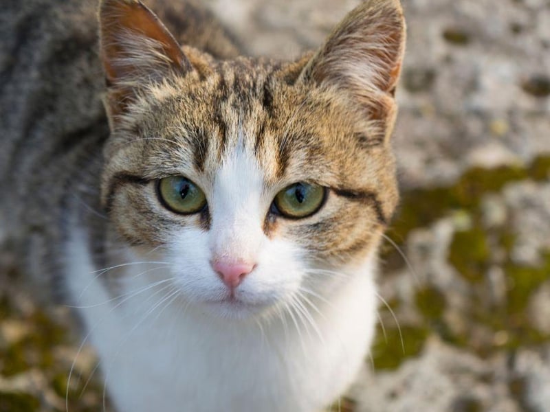 This cuddly cat breed is a gorgeous medium size breed with a stunning coat that is seen as hypoallergenic due to it shedding less than most cat breeds.