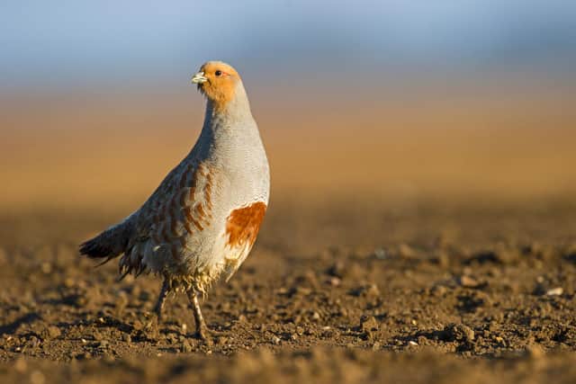 The UK's grey partridges are not faring well, with declines in the species among the steepest of any birds in Europe
