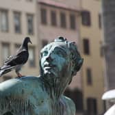 Call a professional if pigeons are a problem