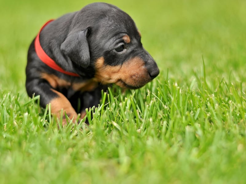 Coming in two sizes - toy and standard - expect to pay around £1,000-£1,500 for a Manchester Terrier.