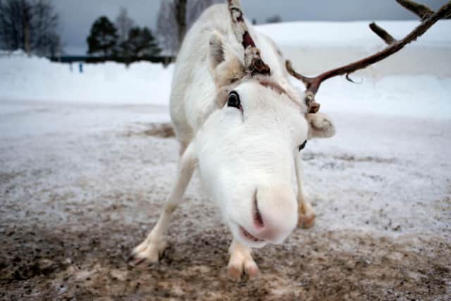 Meeting Santa's reindeer is a must. Pic: Alamy/PA.