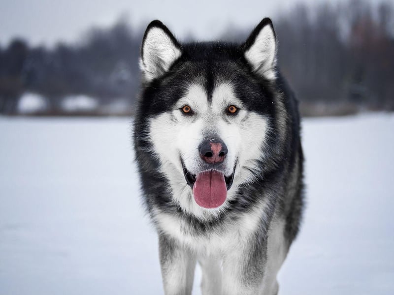 Another dog bred to withstand chilly temperatures in its icy homeland, the Alaskan Malamute has thick long hair that sheds constantly for much of the year.
