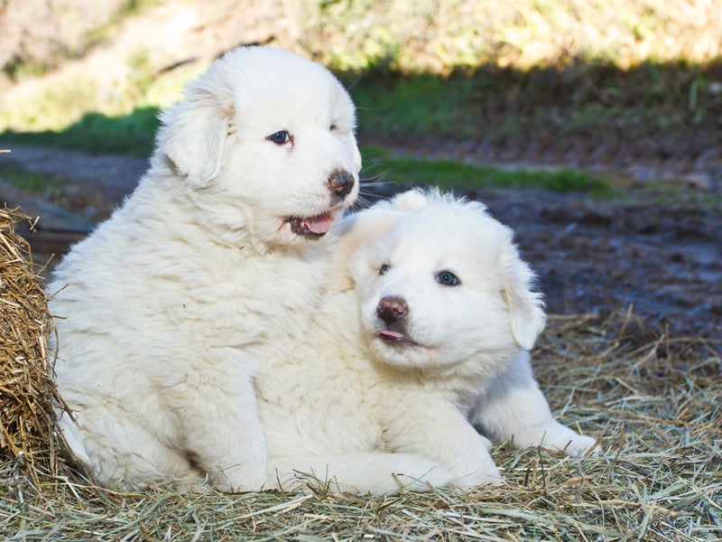 Great Pyrenees puppies are so fluffy you could be forgiven for mistaking them for lambs. Their weather resistant white coat is quite high-maintenance - needing brushed at least once a week.