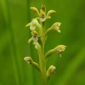 Formally named Corallorhiza trifida, the orchid is classed as nationally scarce in the UK, meaning it has only ever been found in less than 100 locations across the country. Its exact location is being kept secret to reduce the chances of it getting accidentally trampled. Picture: NTS