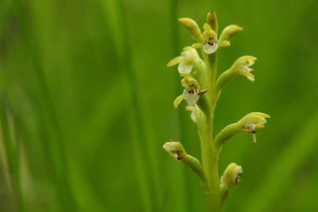 Formally named Corallorhiza trifida, the orchid is classed as nationally scarce in the UK, meaning it has only ever been found in less than 100 locations across the country. Its exact location is being kept secret to reduce the chances of it getting accidentally trampled. Picture: NTS