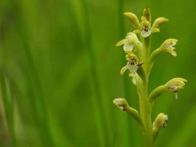 Formally named Corallorhiza trifida, the orchid is classed as nationally scarce in the UK, meaning it has only ever been found in less than 100 locations across the country. Its exact location is being kept secret to reduce the chances of it getting accidentally trampled. Picture: NTS