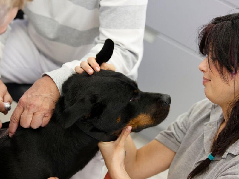 Rottweilers are another breed predisposed to developing hip and elbow dysplasia so it's a good idea to keep an eye on how they are walking. This breed can also develop a degenerative bone disorder called osteochondrosis, arthritis, epilepsy and bone cancer.