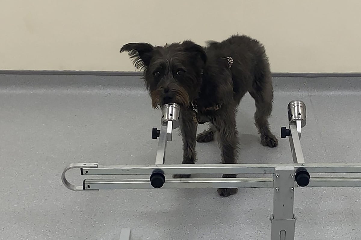 Dogs can sniff out the scent of stress, new study suggests