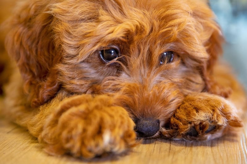 A cross of the UK's favourite dog, the Labrador Retriever, and the Poodle - the Labradoodle combines the former's wonderful personality with the latter's soft, hypoallergenic coat.