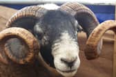 A public consultation has been launched to seek views on proposals for Scotland's new Agriculture Bill, expected next year -- with discussions on topics such as how to maintain high animal welfare standards