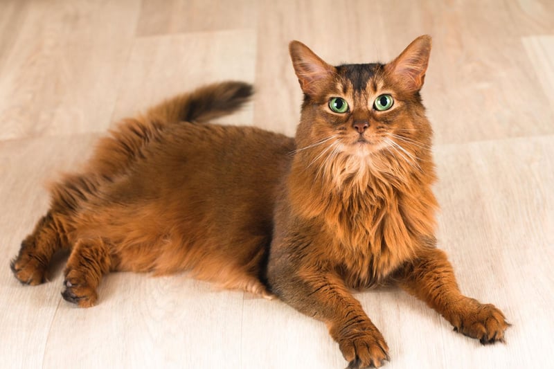 Want a small cat that has large energy? Then the Somali breed may be perfect for you. They love a hunt and a play and can even be taught tricks.