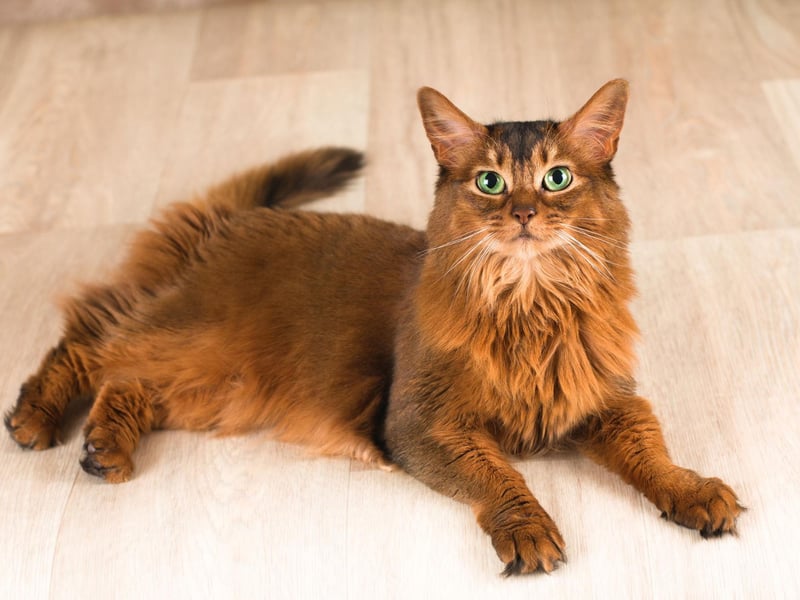 Want a small cat that has large energy? Then the Somali breed may be perfect for you. They love a hunt and a play and can even be taught tricks.