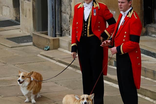 The Queen's two corgis, Muick and Sandy, are seen during the Ceremonial Procession through Windsor Castle to a Committal Service at St George's Chapel. Picture date: Monday September 19, 2022.