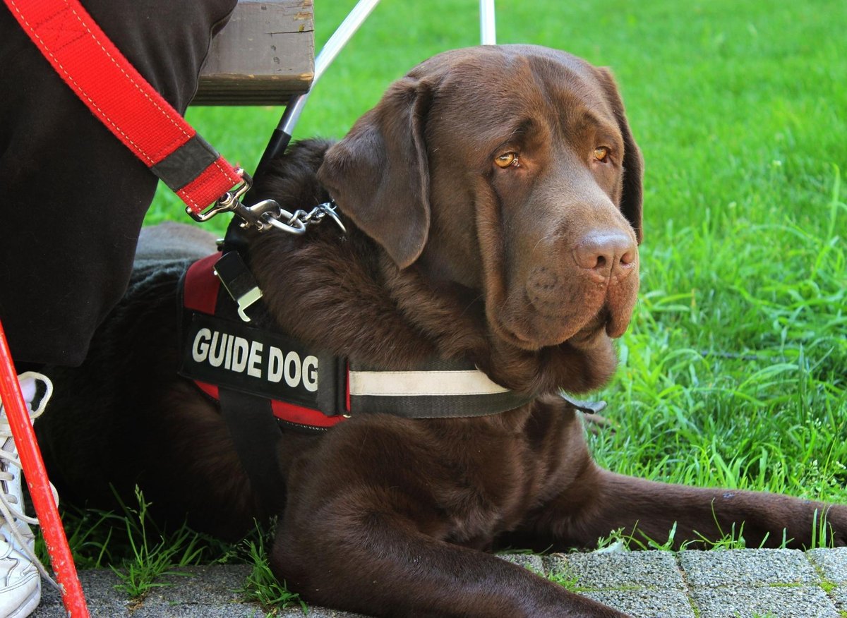 Top Guide Dogs: These are the 10 breeds of adorable dog that make great guide  dogs - including the loving Labrador Retriever 🐶