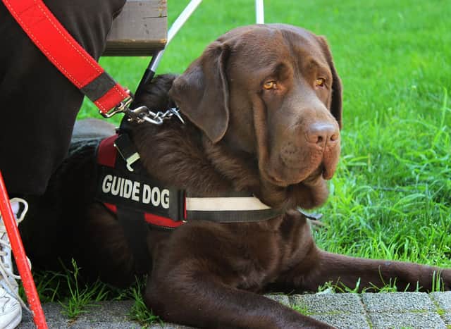 Only a select group of dogs have what it takes to become a guide dog.