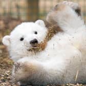 Hamish was born at the Highland Wildlife Park in 2017 but staff won't been able to get to the most recent new born until spring 2022. (Picture credit: RZSS/SIÂN ADDISON)