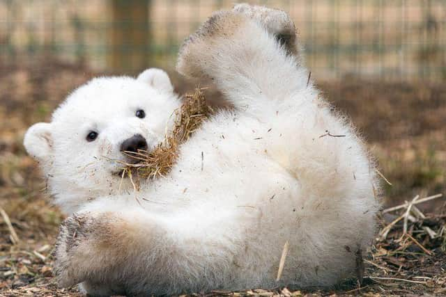 Hamish was born at the Highland Wildlife Park in 2017 but staff won't been able to get to the most recent new born until spring 2022. (Picture credit: RZSS/SIÂN ADDISON)