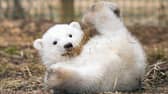 Hamish was born at the Highland Wildlife Park in 2017 but staff won't been able to get to the most recent new born until spring 2022. (Picture credit: RZSS/SIÂN ADDISON)
