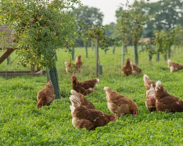 All poultry keepers have been urged to comply with new biosecurity requirements