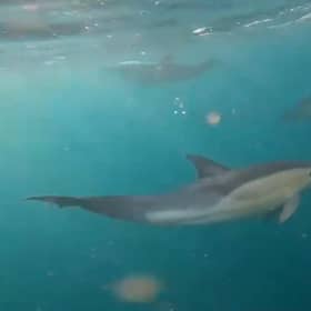 Dolphins were spotted off the coast of Sussex
