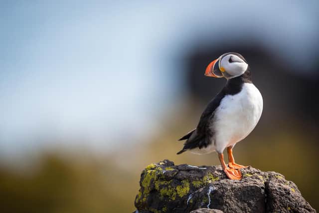An Atlantic puffin. Iceland is one of the best places in the world to see them.