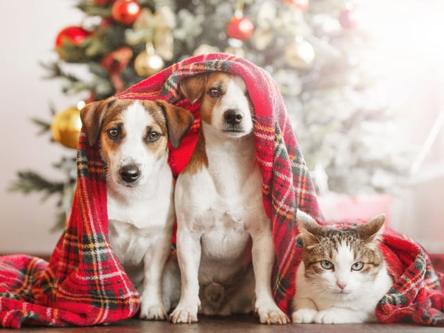 Dogs have incredibly sensitive hearing so consider buying bang-free crackers and leave the party poppers off your shopping list. Christmas and New Year is a popular time for fireworks, so have a plan in place in case of any unexpected local displays. There are lots of things you can do to help your dog keep calm when fireworks go off, such as creating a safe and secure den for them to go to if they would like to.