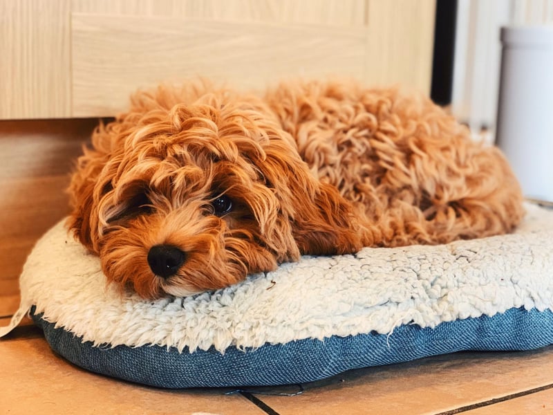 The Cavapoo - a cross between the Cavalier King Charles Spaniel and a Poodle - is the runner-up when it comes to pricey dog breeds, with an average price of £2,949.