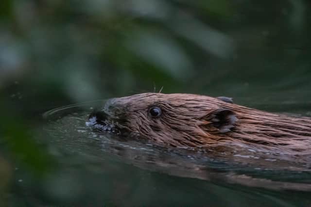 Beavers were once native to the UK but were wiped out in the 16th century after being hunted for their meat, fur and oils. Picture: Caroline Farrow
