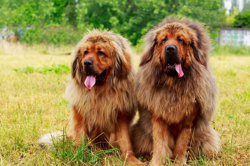 The Tibetan Mastiff is thought to be the ancestor of all modern Mastiff breeds. They were used by tribes in Tibet to protect livestock from local predators such as wolves and bears. A recent study concluded that it could be the first breed to be domesticated, around 58,000 years ago.