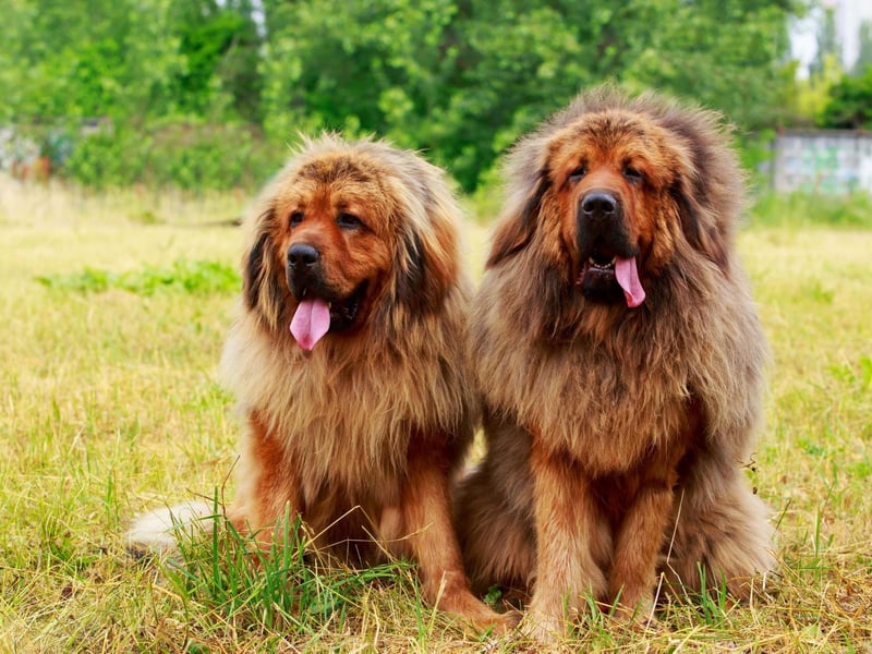 The Tibetan Mastiff is thought to be the ancestor of all modern Mastiff breeds. They were used by tribes in Tibet to protect livestock from local predators such as wolves and bears. A recent study concluded that it could be the first breed to be domesticated, around 58,000 years ago.
