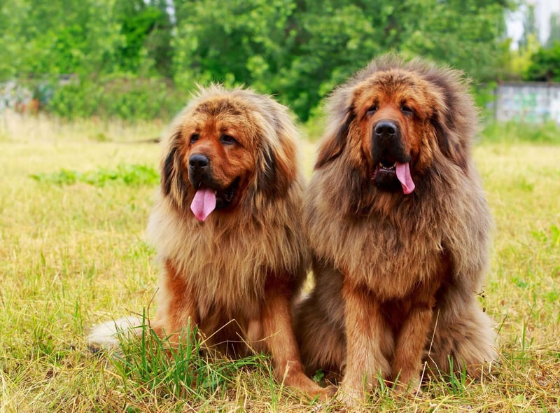 The Tibetan Mastiff is thought to be the ancestor of all modern Mastiff breeds. They were used by tribes in Tibet to protect livestock from local predators such as wolves and bears. A recent study concluded that it could be the first breed to be domesticated, around 58,000 years ago.