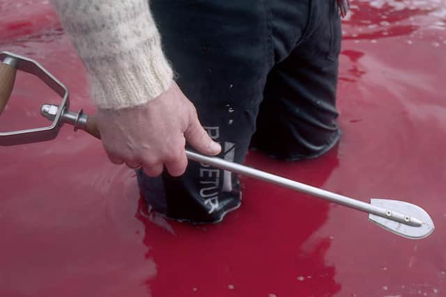 Picture of the scene during a whale hunt on the Faroe Islands picture : Mike Day/Intrepid Cinema