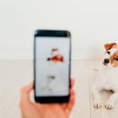 Some breeds of dog can become big hits on social media platform TikTok.