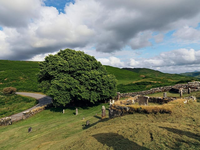 Elm on Isle of Mull