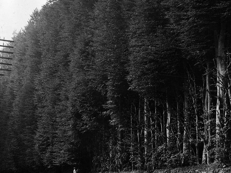 Located four miles south of Blairgowrie, Meikleour Beech Hedge is the largest hedge in the whole world as per the Guinness World Records. The trees were planted in 1745 and stand at an impressive 530 metres in length and 100 ft high.