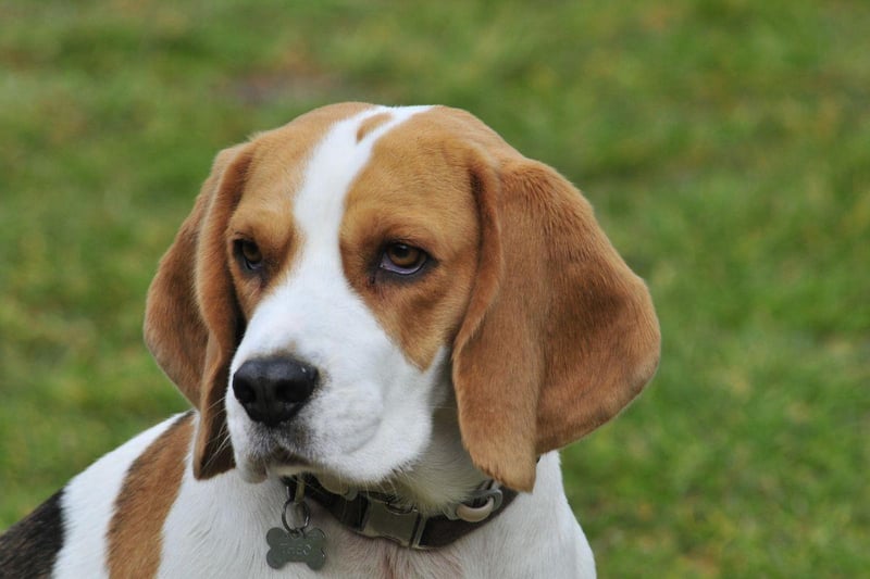 Ear mites are a particular problem for Beagles and can easily be transmitted between animals. A visit to the vet to get your dogs ears cleaned and treated will sort out the issue.