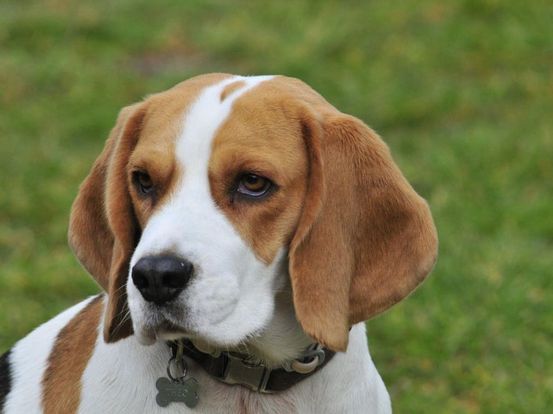 Ear mites are a particular problem for Beagles and can easily be transmitted between animals. A visit to the vet to get your dogs ears cleaned and treated will sort out the issue.