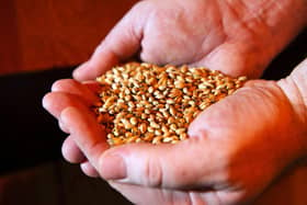 The firm supplies cereal, barley, seed and fertiliser to the whisky, malting and distilling sectors (file image). Picture: Andy Buchanan/AFP via Getty Images.