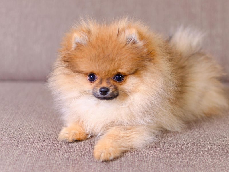 Pomeranians may look like canine feather dusters but their gorgeous coat had a serious purpose. They are descendants of Icelandic sled dogs and needed all that adorable fuzz to keep warm.