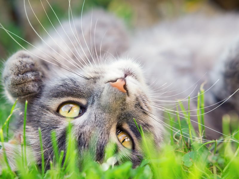 Charlie is the sixth most popular cat name since March 2020. The name means 'free man'.
