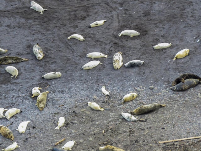 Conservationists are celebrating the recent explosion in numbers.