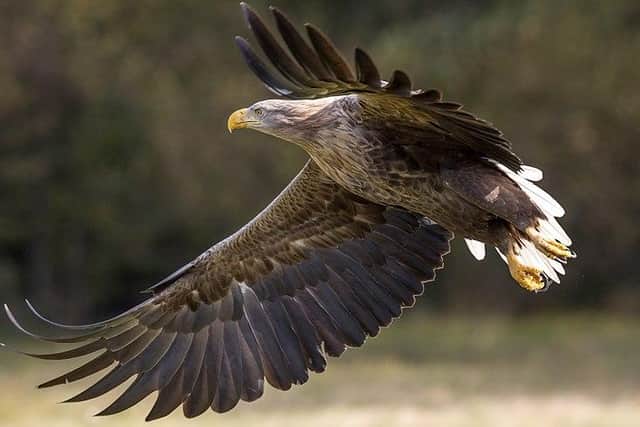 Sea Eagles have been spotted at Loch Lomond for the first time in over a century.