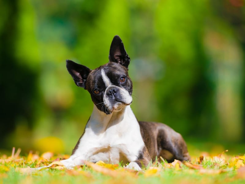 The Boston Terrier just loves hanging out at home, enjoying familiar surroundings. Of course they love it when their owner is around to keep them company, but they are happy with periods of solitude too.