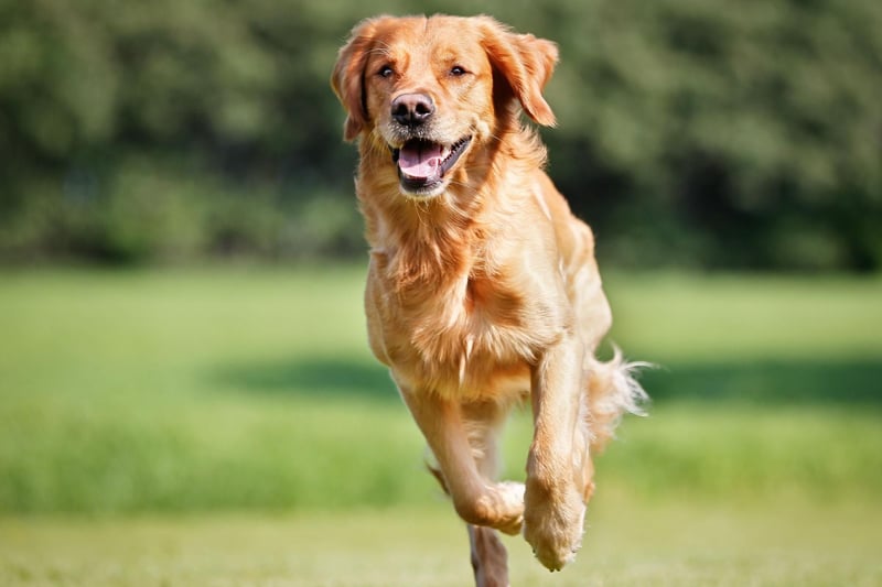 The Golden Retriever can suffer from a range of allergies, including canine atopic dermatitis. The symptoms include itching, biting, licking and rubbing. A vet can easily diagnose the problem and may recommend immunomodulatory medications, along with antibiotics or antifungal medicines.