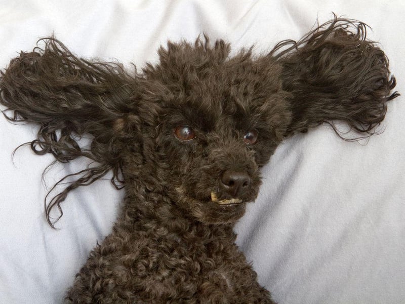 The Poodle's gorgeous fleecy coat may be adorable, but hair can get trapped in their teeth when they're cleaning. This can combine with tartar buildup to cause dental issues.