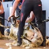 Don’t miss a dazzling moment, as 30 countries battle for the Golden Shears glory