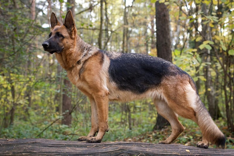 A Mexican German Shepherd called Zuyaqui is thought to be the dog that has captured the most drugs in Mexican history. His body is now on display at the Mexican Secretariat of National Defense's Narco Museum in Mexico City.